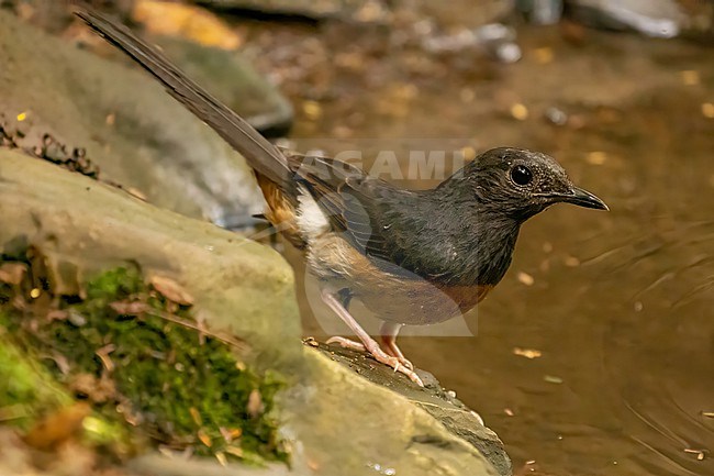 White-rumped Shama, Copsychus malabaricus stock-image by Agami/Hans Germeraad,