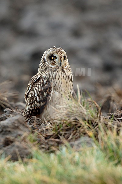 velduil zittend op heuveltje; Short-eared owl sitting on hill; stock-image by Agami/Walter Soestbergen,