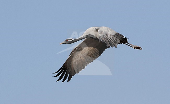 Jufferkraanvogel in vlucht; Demoiselle Crane (Anthropoides virgo) in flight stock-image by Agami/James Eaton,