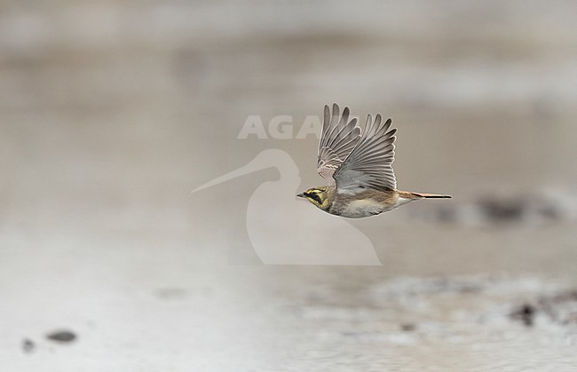 Horned Lark (Eremophila alpestris ssp.flava) in flight at a beach in Vedbæk, Denmark stock-image by Agami/Helge Sorensen,