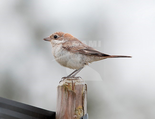 First-winter Woodchat Shrike (Lanius senator) stock-image by Agami/Ran Schols,