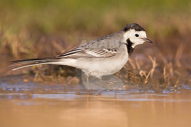 White Wagtail (Motacilla alba), side view of an adult standing in the water, Campania, Italy stock-image by Agami/Saverio Gatto,