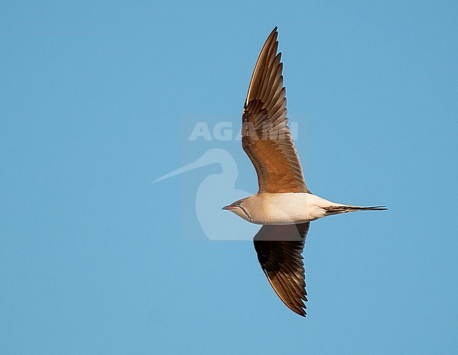 Volwassen Vorkstaartplevier in vlucht; Adult Collared Pratincole (Glareola pratincola pratincola) in flight stock-image by Agami/Arend Wassink,