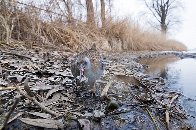 Western Water Rail - Wasserralle - Rallus aquaticus ssp. aquaticus, Germany, adult feeding at aquatic snail stock-image by Agami/Ralph Martin,