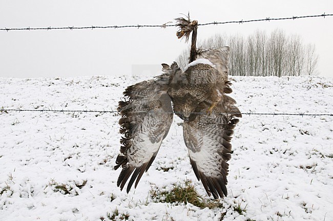 Buizerd dood in prikkeldraad, Common Buzzard dead in barbed wire stock-image by Agami/Han Bouwmeester,