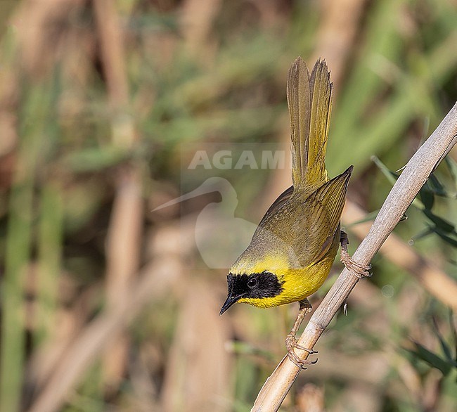 Male Belding's Yellowthroat (Geothlypis beldingi), endemic to southern Baja California in Mexico and drastically affected by habitat loss. stock-image by Agami/Pete Morris,