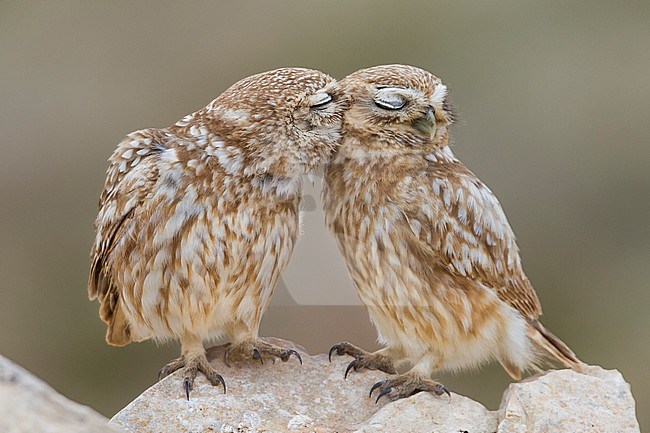 Little Owl - Steinkauz - Athene noctua saharae, Morocco, adult stock-image by Agami/Ralph Martin,