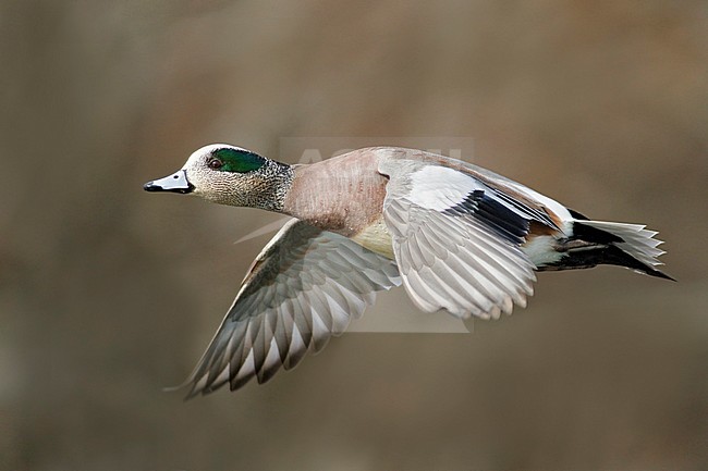 Amerikaanse Smient in vlucht, American Wigeon in flight stock-image by Agami/Glenn Bartley,