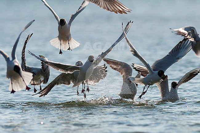 Black-headed Gull - Lachmöwe - Larus ridibundus, Germany stock-image by Agami/Ralph Martin,