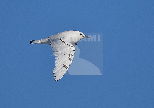 Second calendar year Ivory Gull (Pagophila eburnea ) flying over the packice north of Spitsbergen. stock-image by Agami/Laurens Steijn,