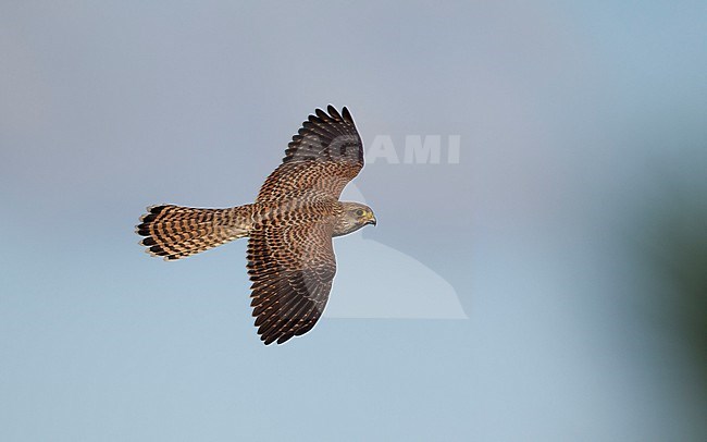Juvenile Eurasian Kestrel (Falco tinnunculus) in flight. Hovering in mid-air, looking for prey in Lolland, Denmark. stock-image by Agami/Helge Sorensen,