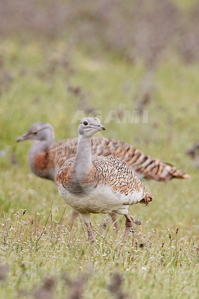 Vrouwtje Grote trap; Female Great Bustard stock-image by Agami/Markus Varesvuo,