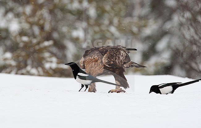 Northern Magpie (Pica pica fennorum) interacting with Golden Eagle at Utarjärvi, Finland stock-image by Agami/Helge Sorensen,