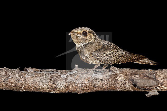Adult Chuck-will's-widow, Antrostomus carolinensis) perched on a branch in the night in Miami-Dade County, Florida, USA, during spring. stock-image by Agami/Brian E Small,