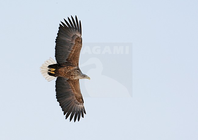 Zeearend adult vliegend; White-tailed Eagle adult flying stock-image by Agami/Markus Varesvuo,