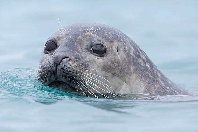 Harbour Seal (Phoca vitulina), close-up of an adult, Southern region, Iceland stock-image by Agami/Saverio Gatto,