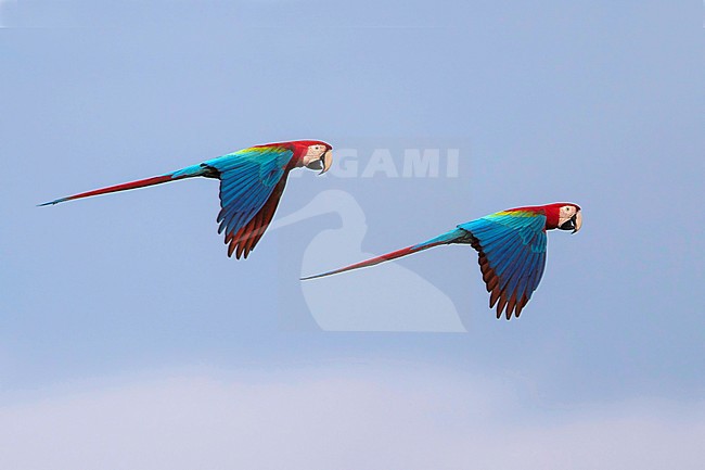 Pair of Red-and-green Macaws (Ara chloropterus) in flight over rainforest in Guyana. Showing upper wing. stock-image by Agami/Dubi Shapiro,