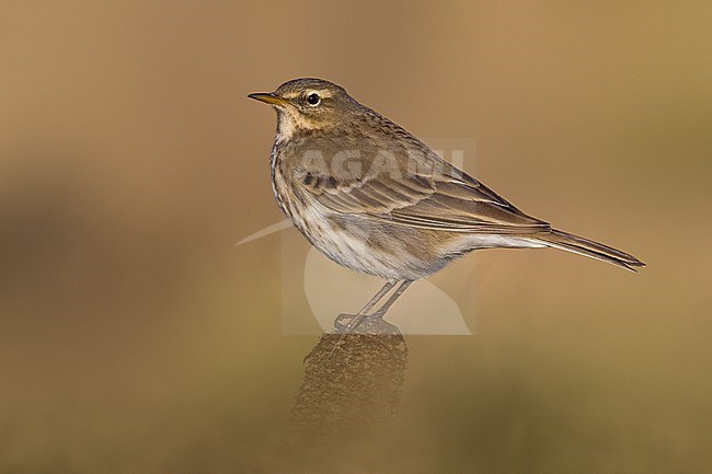 Water Pipit, Anthus spinoletta, in Italy. stock-image by Agami/Daniele Occhiato,