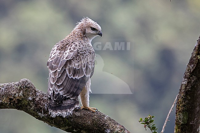 An immature Black-and-chestnut Eagle (Spizaetus isidori) in Colombia. IUCN Status Endangered. stock-image by Agami/Tom Friedel,