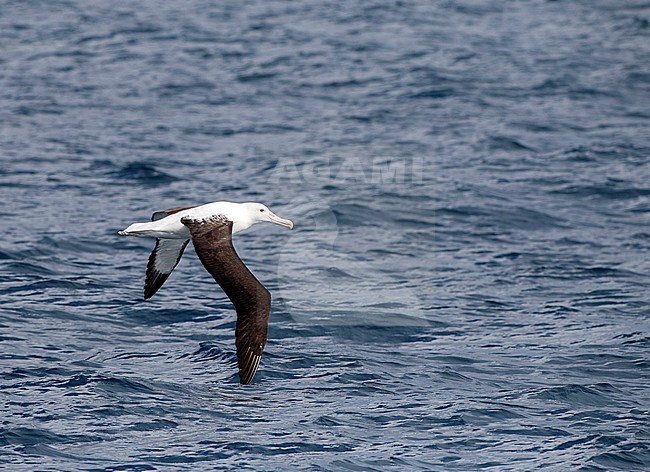 Adult Northern Royal Albatross (Diomedea sanfordi) flying above the ocean off the Chatham Islands, New Zealand stock-image by Agami/Marc Guyt,