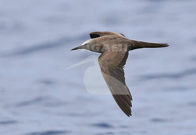 Brown Noddy (Anous stolidus stolidus) off St Helena island in the southern Atlantic Ocean. stock-image by Agami/Laurens Steijn,