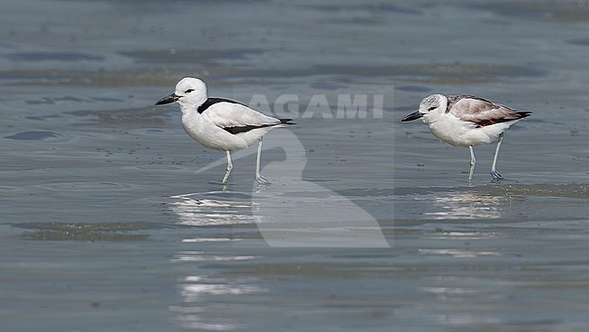 Crab-Plover (Dromas ardeola) walking on the sea in Kuwait. stock-image by Agami/Vincent Legrand,