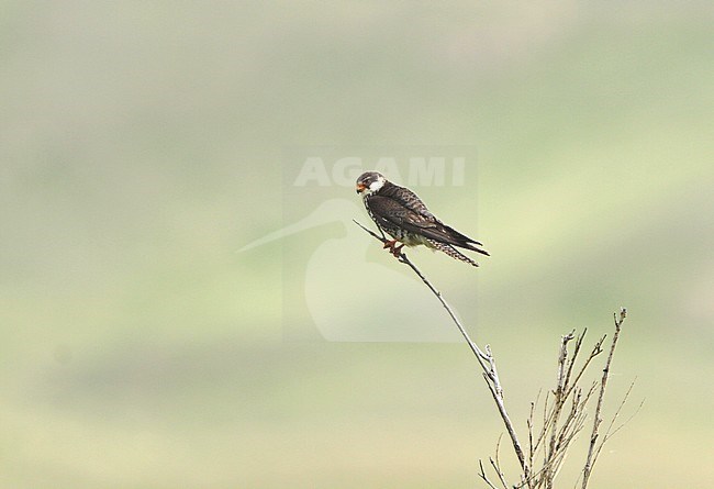 Second calendar year female Amur Falcon (Falco amurensis) in Mongolia during spring migration. Perched on a twig. stock-image by Agami/James Eaton,