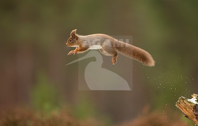 Springende Eekhoorn, Red Squirrel jumping stock-image by Agami/Danny Green,