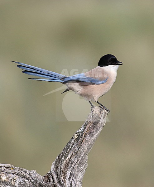 Blauwe Ekster, Azure-winged Magpie stock-image by Agami/Jacques van der Neut,