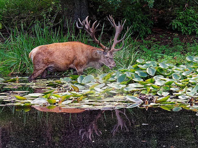Red deer Hubertus entering a  pond of the Hoge Veluwe stock-image by Agami/Rob Riemer,
