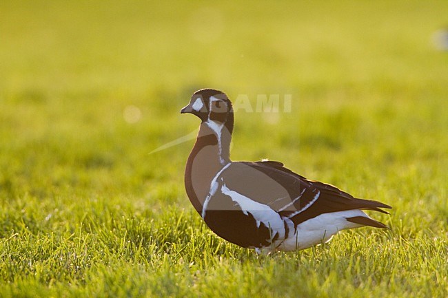 Roodhalsgans in weiland, Red-breasted Goose in meadow stock-image by Agami/Menno van Duijn,