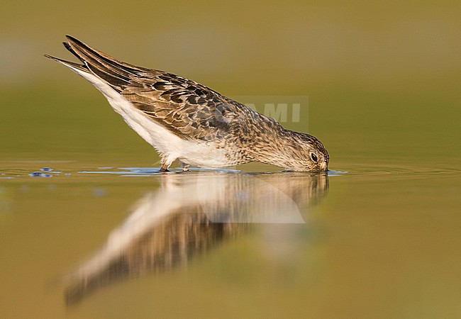 Temminck's Stint - Temminckstrandläufer - Calidris temminckii, Germany, breeding plumage stock-image by Agami/Ralph Martin,