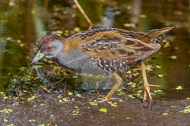 Adult male Baillon's Crake (Porzana pusilla) walking on a marsh in Groene Jonker, Zevenhoven, Zuid Holland, the Netherlands. stock-image by Agami/Vincent Legrand,