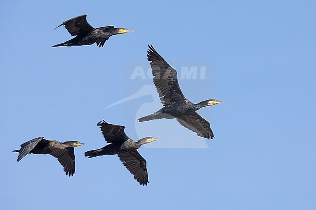 Continental Great Cormorant (Phalacrocorax carbo sinensis), a flock in winter plumage in flight, Campania, Italy stock-image by Agami/Saverio Gatto,