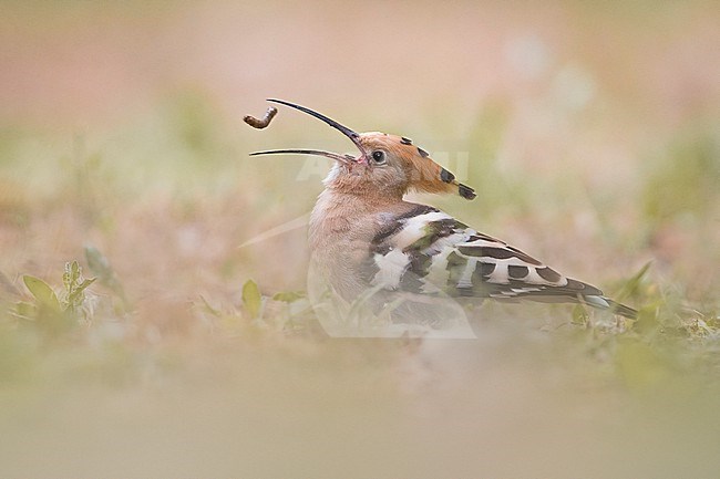 Common Hoopoe, Upupa epops, in Italy. Eating a worm. stock-image by Agami/Daniele Occhiato,