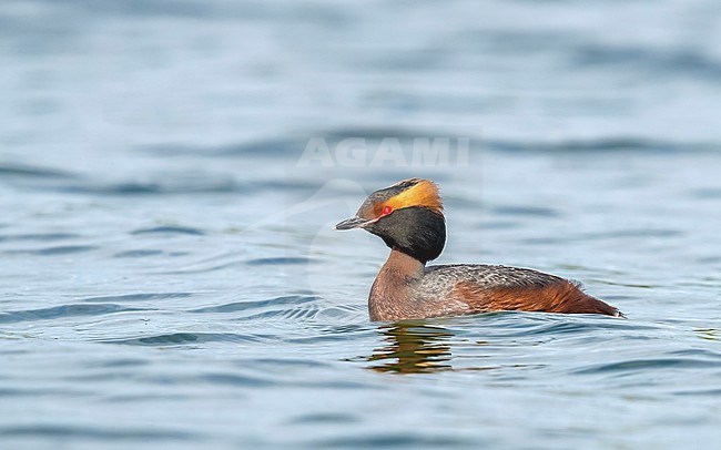 Adult Slavonian Grebe swimming in Wintham, Belgium. May 12, 2018. stock-image by Agami/Vincent Legrand,