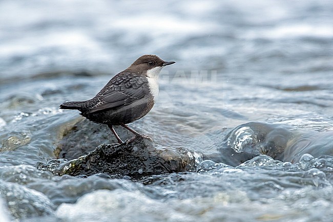 Black-billed Dipper on a rock near Lappeenranta, Finland. November 2016. stock-image by Agami/Vincent Legrand,