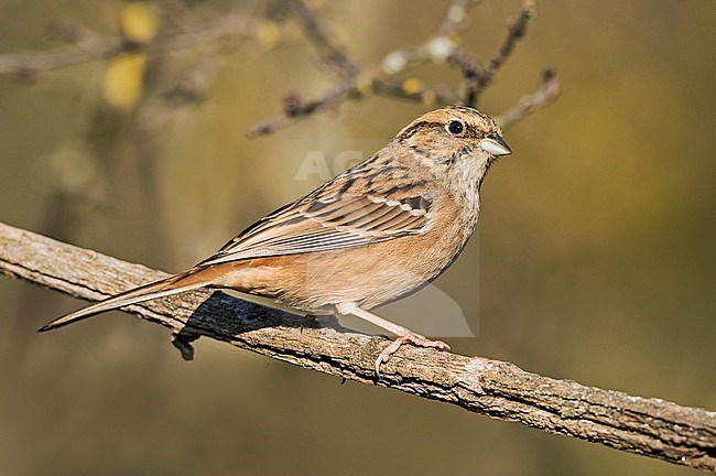 Immature Rock Bunting (Emberiza cia) in Italy during autumn. Perched on a branch. stock-image by Agami/Alain Ghignone,