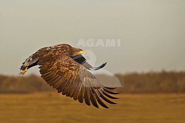 White-tailed Eagle, Haliaeetus albicilla stock-image by Agami/Alain Ghignone,