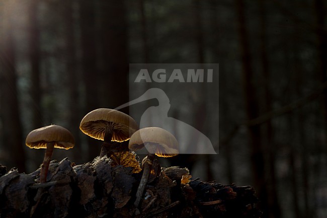  stock-image by Agami/Rob de Jong,