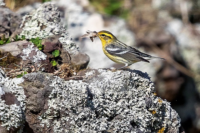 First winter Blackburnian Warbler perched in Tennessee Valley in Corvo. October 15, 2017. stock-image by Agami/Vincent Legrand,