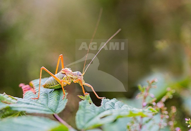 Saddle-backed bush-cricket, Ephippiger diurnus stock-image by Agami/Wil Leurs,