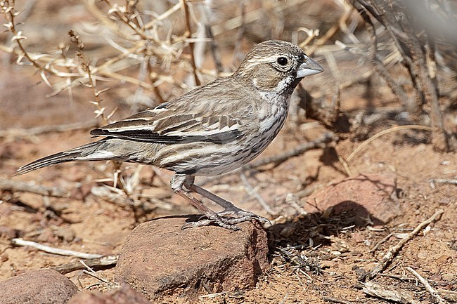 Adult male non-breeding
Jeff Davis Co., TX
March 2010 stock-image by Agami/Brian E Small,
