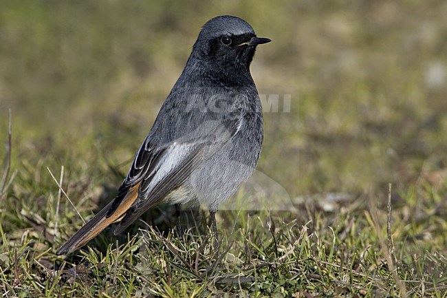 Black Redstart male standing on the ground; Zwarte Roodstaart man staand op de grond stock-image by Agami/Daniele Occhiato,