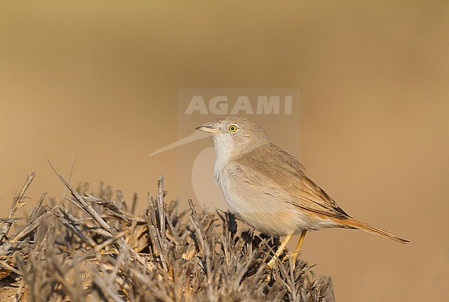 Asian Desert Warbler - WÃ¼stengrasmÃ¼cke - Sylvia nana, Oman stock-image by Agami/Ralph Martin,