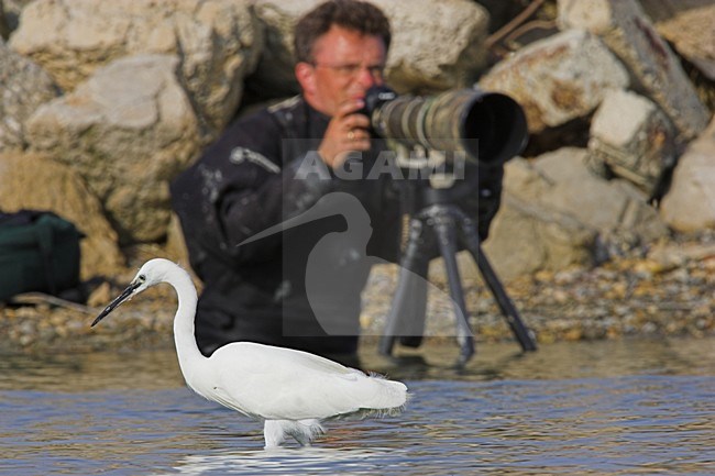 Kleine Zilverreiger met fotograaf; Little Egret with photographer stock-image by Agami/Menno van Duijn,