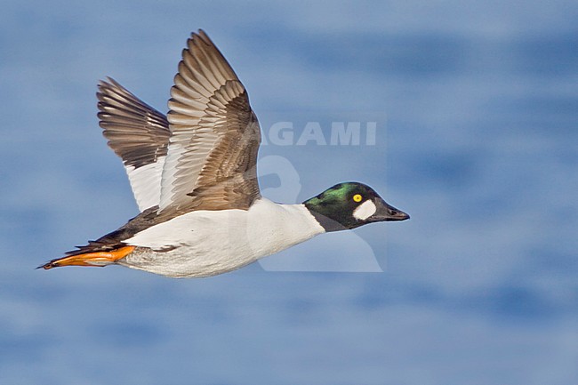 Common Goldeneye (Bucephala clangula) flying in Victoria, BC, Canada. stock-image by Agami/Glenn Bartley,