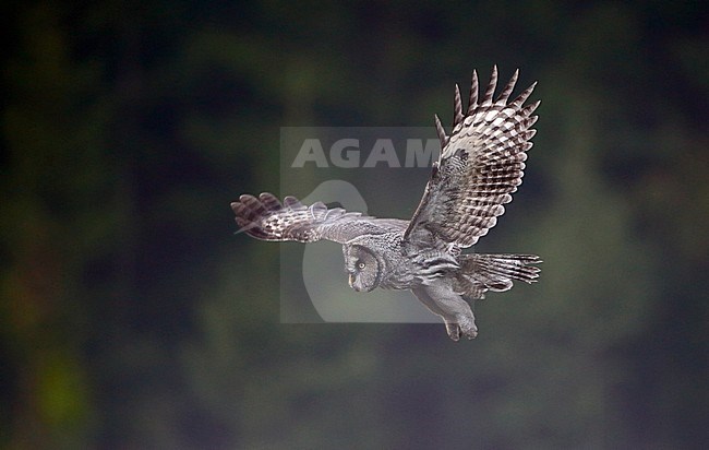 First-year Great Grey Owl at Markaryd, Smaland, Sweden stock-image by Agami/Helge Sorensen,