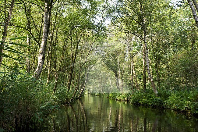 Weerribben, Overijssel, Netherlands stock-image by Agami/Marc Guyt,