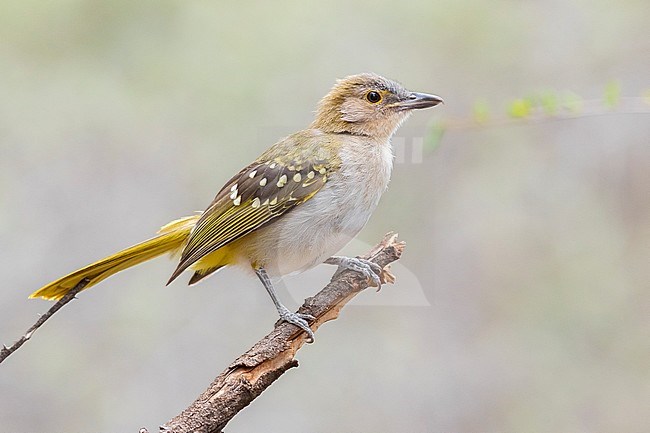 Eastern Nicator (Nicator gularis), individual perched on a branch, Mpumalanga, South Africa stock-image by Agami/Saverio Gatto,